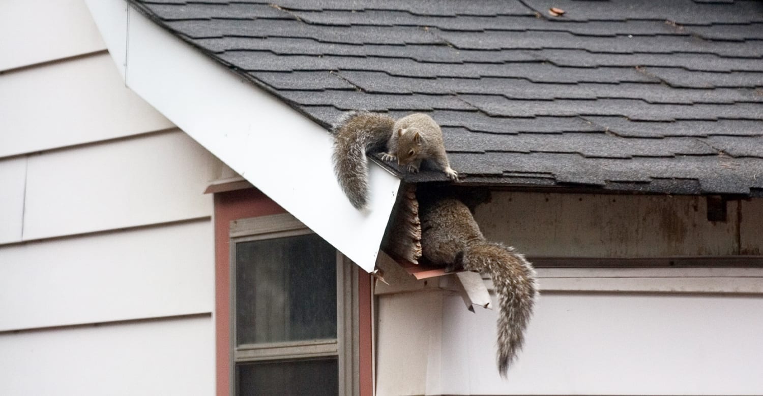 squirrels nesting